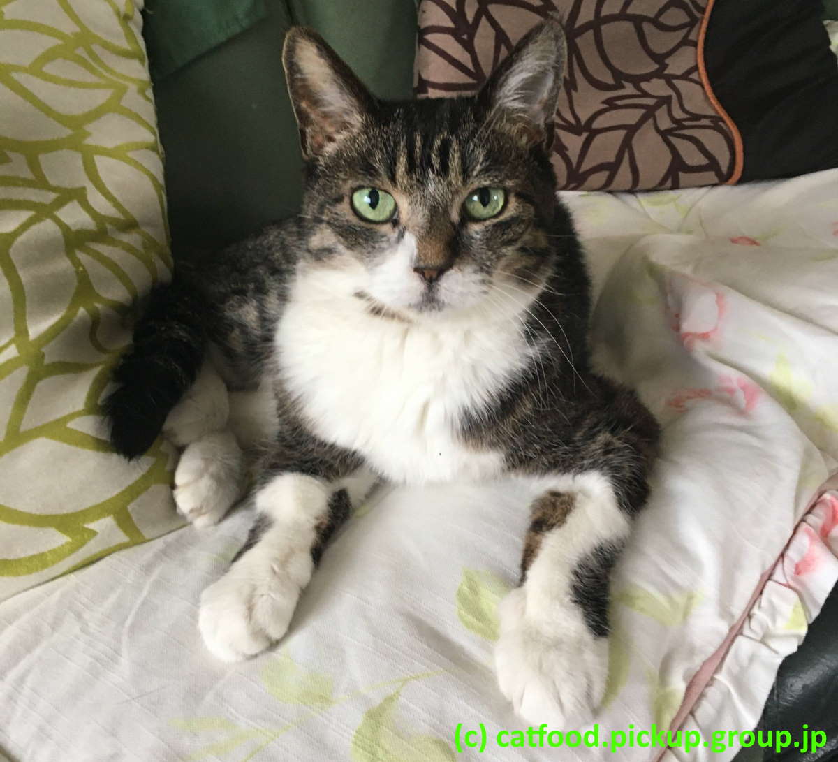 正面を向いた猫