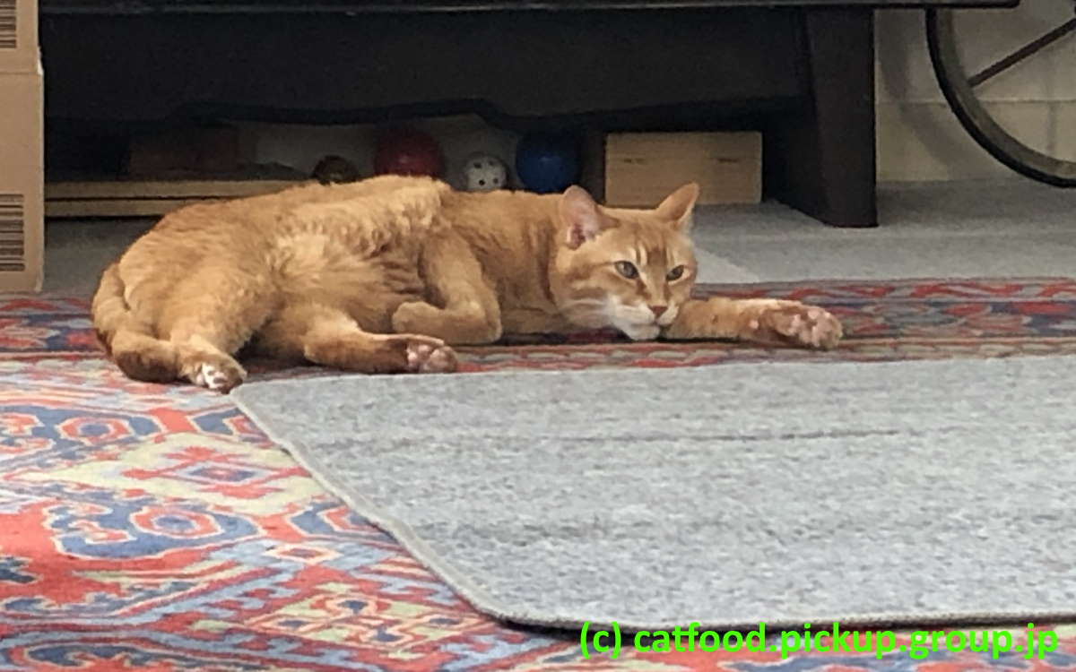 狙う猫