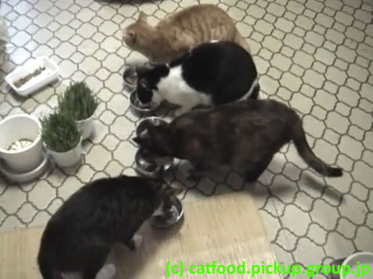 猫の晩ごはん