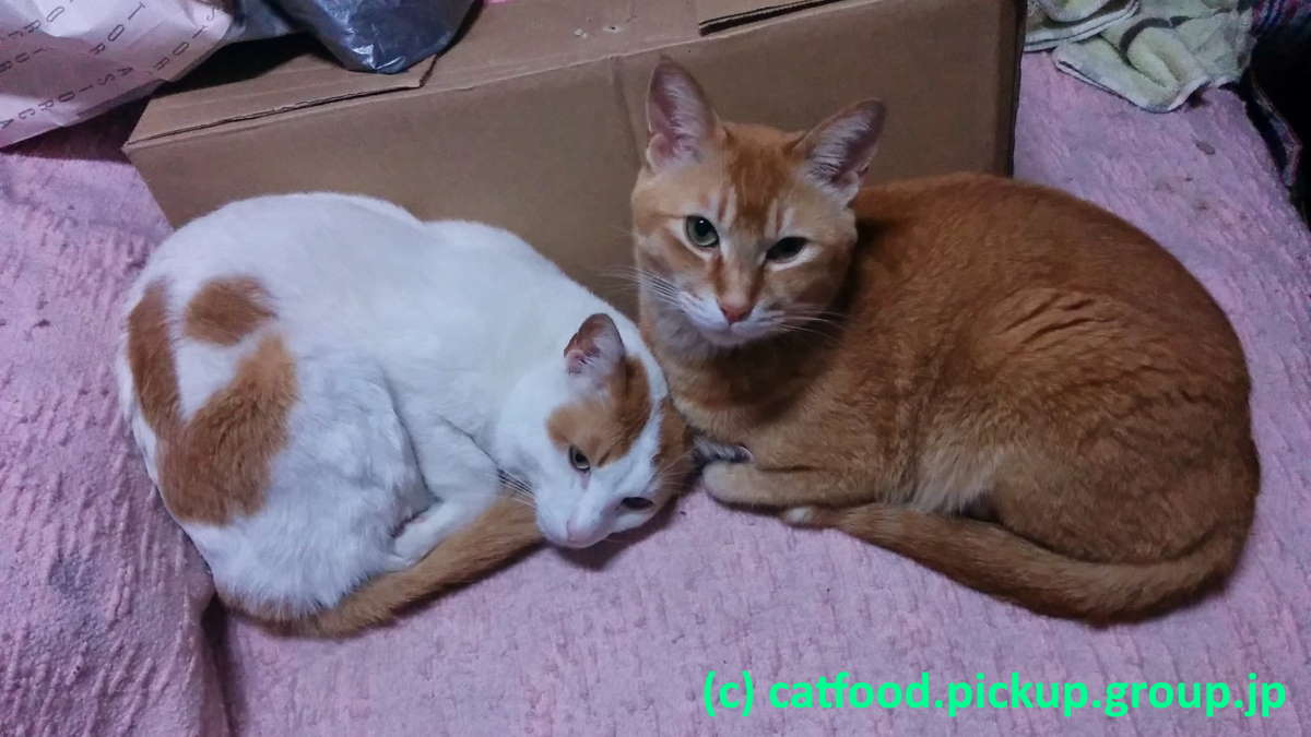猫-チャチビとシロ