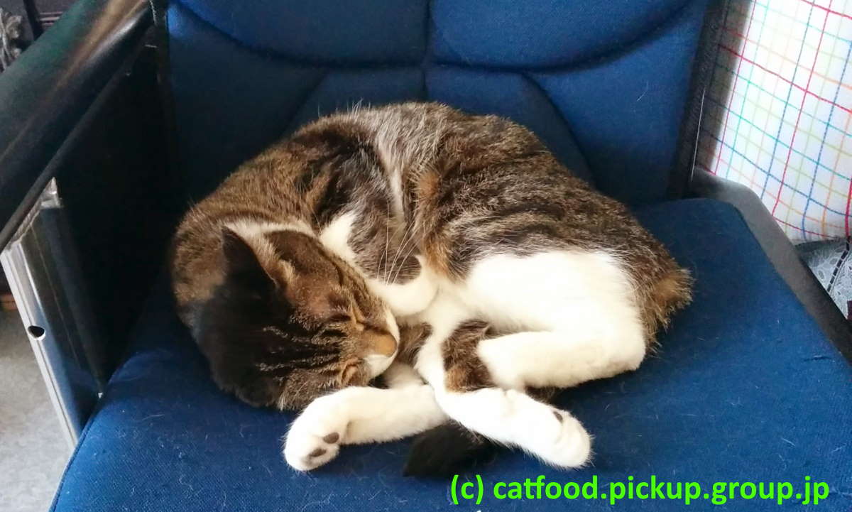 睡眠中の猫