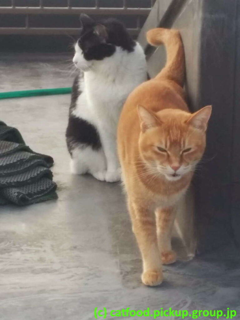 とどまる猫と歩き出す猫