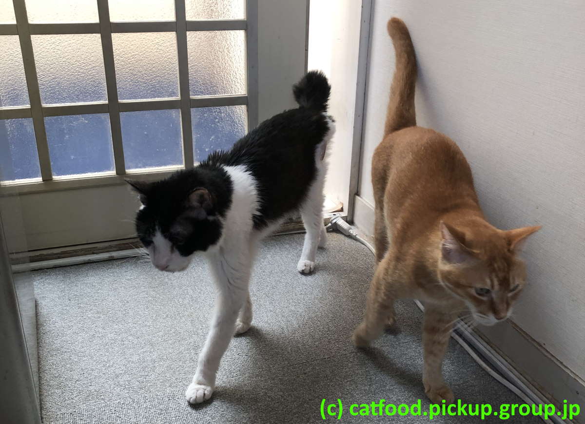 散歩から帰る猫