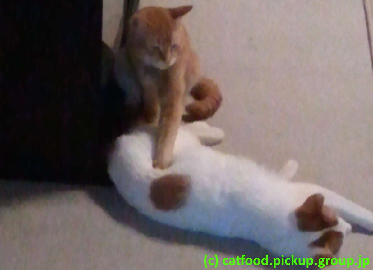 猫モミモミ