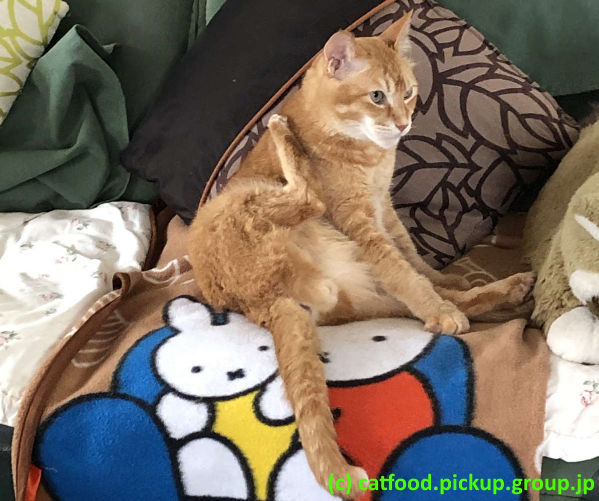 毛繕いする猫