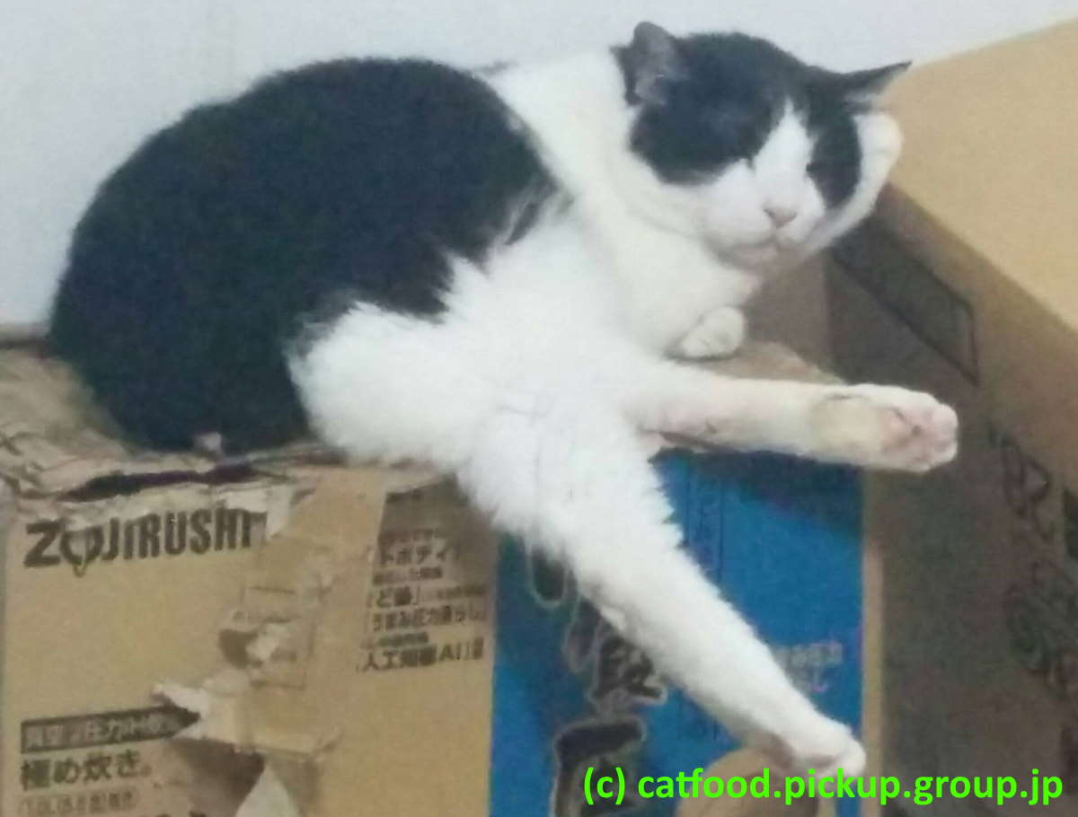 箱の上で寝る猫