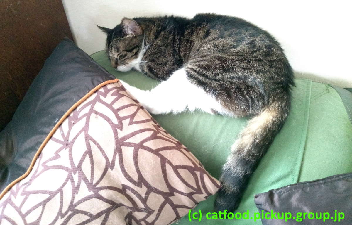 眠る猫